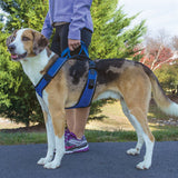 EasySport Harness Blue